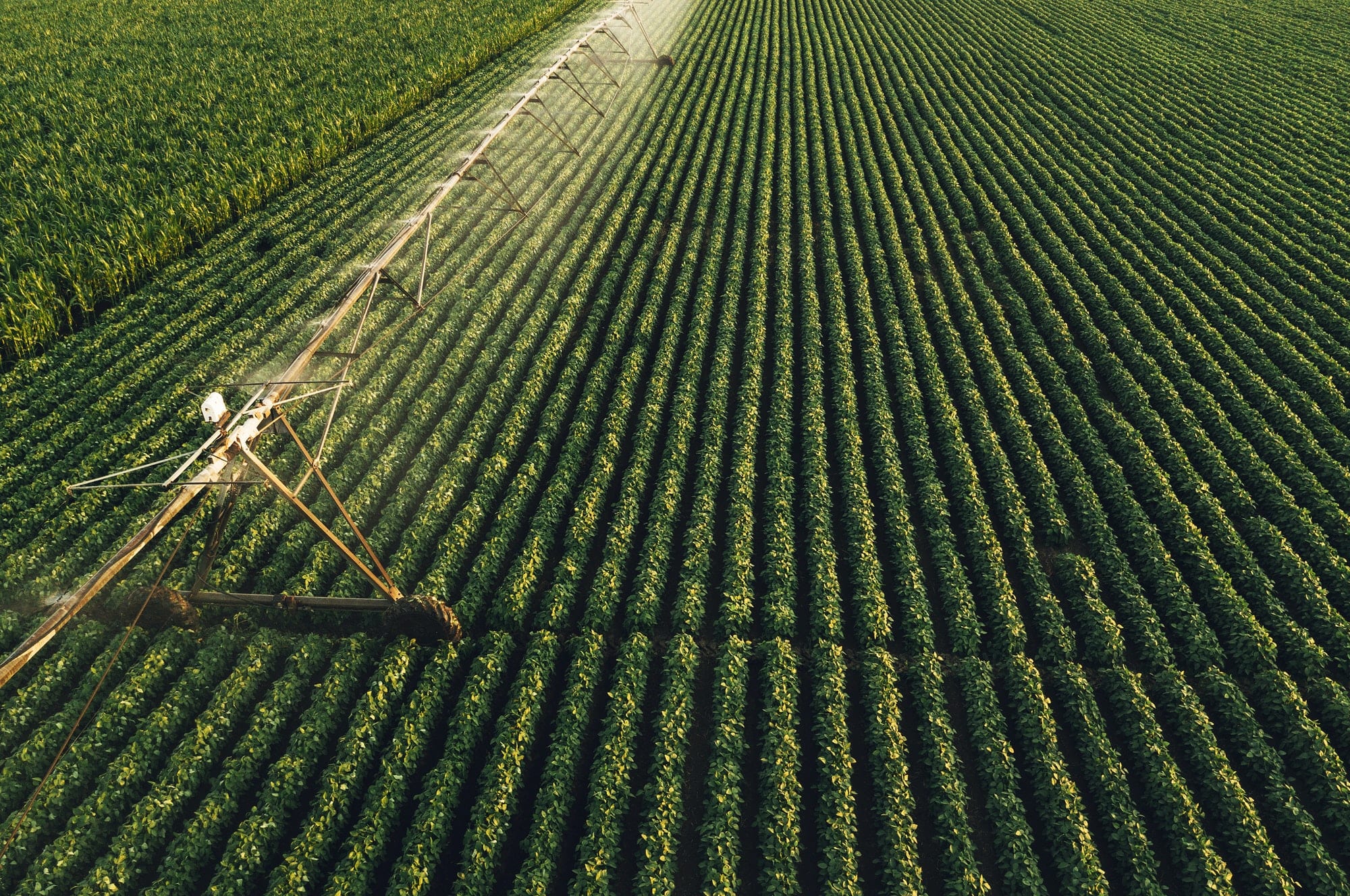 Aerial view of irrigation equipment watering green soybean crops